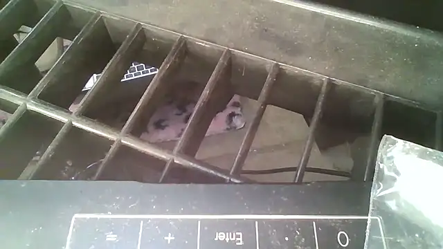 allissonw13 online show from 10/23/25, 08:46