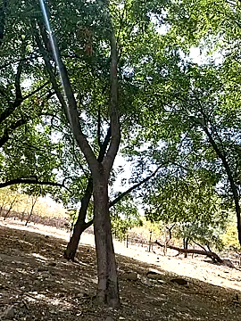 Snapshot of Liancy chatting on 10/09/25, 06:50 Liancy online show from 10/09/25, 06:50