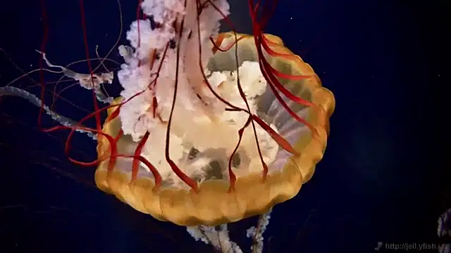 Snapshot of streamy_test11 chatting on 01/14/25, 08:20 streamy test11 online show from 01/14/25, 08:20