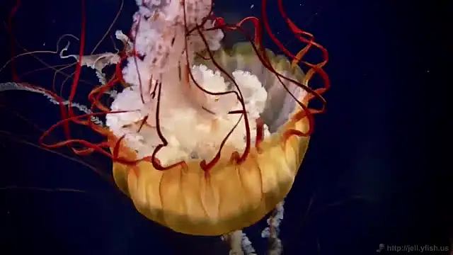 Snapshot of streamy_test11 chatting on 01/15/25, 08:09 streamy test11 online show from 01/15/25, 08:09