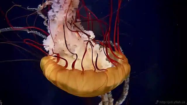 Snapshot of streamy_test11 chatting on 01/30/25, 02:15 streamy test11 online show from 01/30/25, 02:15