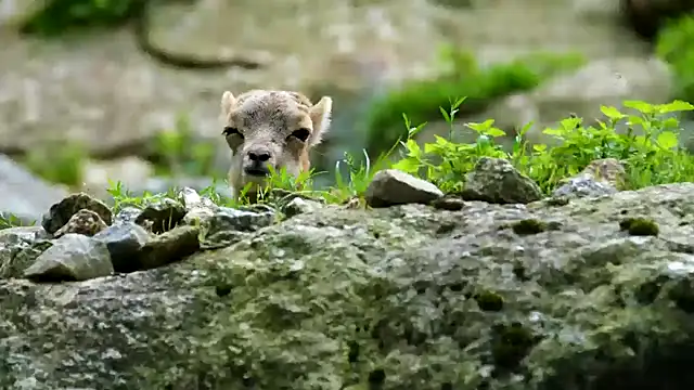 Snapshot of streamy_test11 chatting on 02/03/25, 12:03 streamy test11 online show from 02/03/25, 12:03