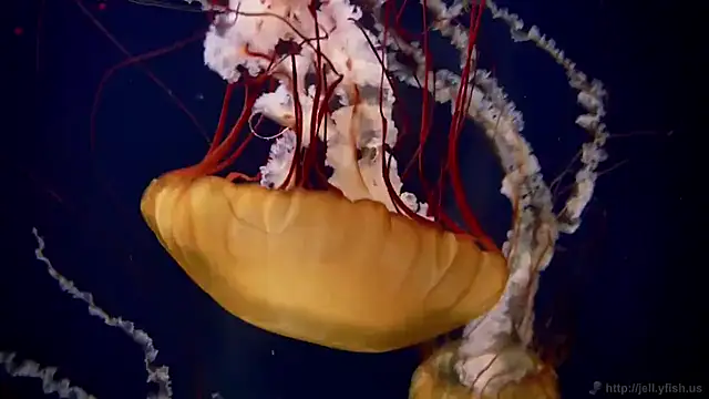 Snapshot of streamy_test11 chatting on 09/11/25, 12:38 streamy test11 online show from 09/11/25, 12:38