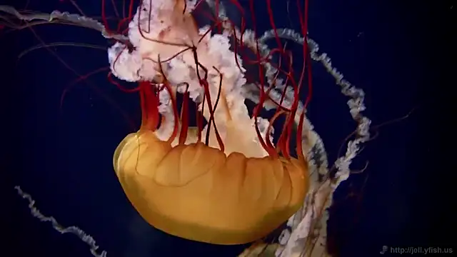 Snapshot of streamy_test11 chatting on 09/17/25, 12:40 streamy test11 online show from 09/17/25, 12:40