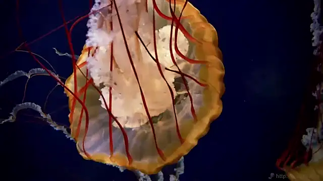 Snapshot of streamy_test11 chatting on 09/24/25, 07:55 streamy test11 online show from 09/24/25, 07:55