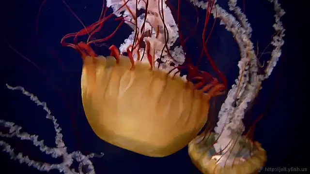 Snapshot of streamy_test11 chatting on 10/20/25, 10:59 streamy test11 online show from 10/20/25, 10:59