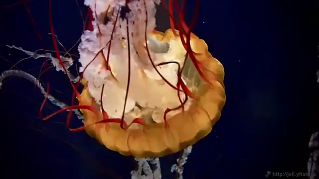 streamy test11 online show from 06/30/26, 07:20