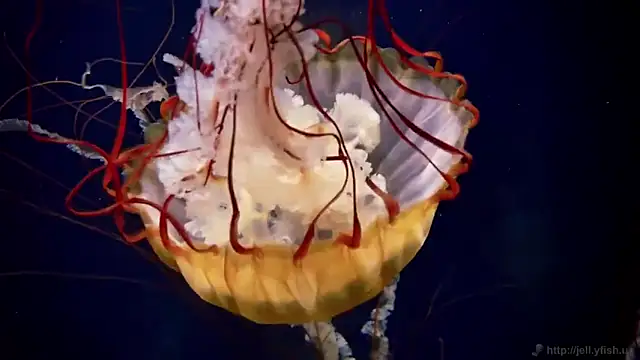 streamy test12 online show from 11/12/25, 01:44