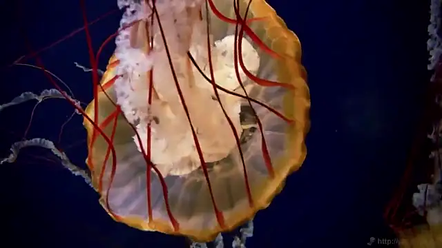 streamy test12 online show from 11/18/25, 03:27