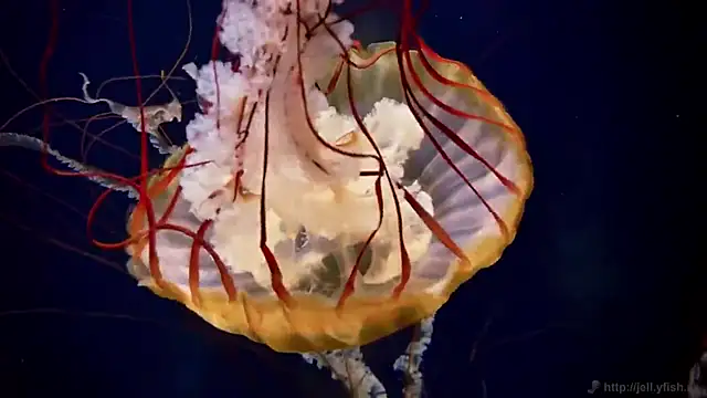 streamy test12 online show from 12/04/25, 01:53