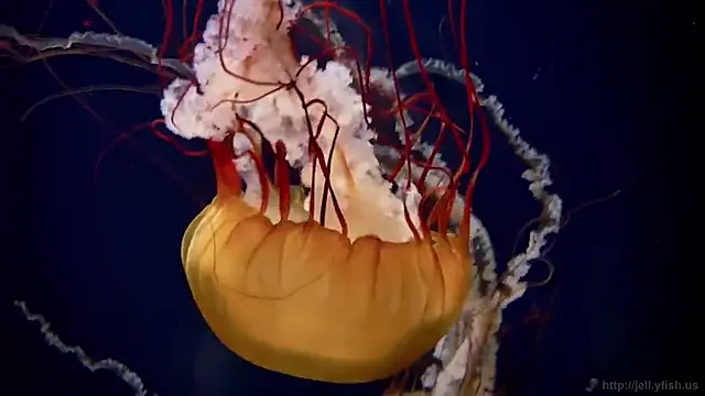 streamy test12 online show from 12/15/25, 03:05