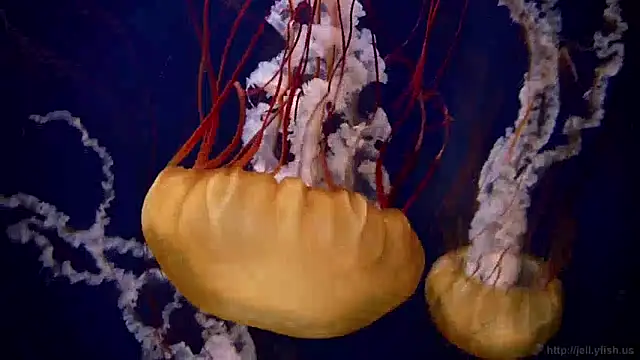 Snapshot of streamy_test13 chatting on 12/09/24, 08:11 streamy test13 online show from 12/09/24, 08:11