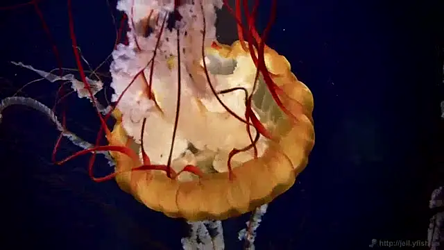 Snapshot of streamy_test13 chatting on 12/10/24, 08:19 streamy test13 online show from 12/10/24, 08:19