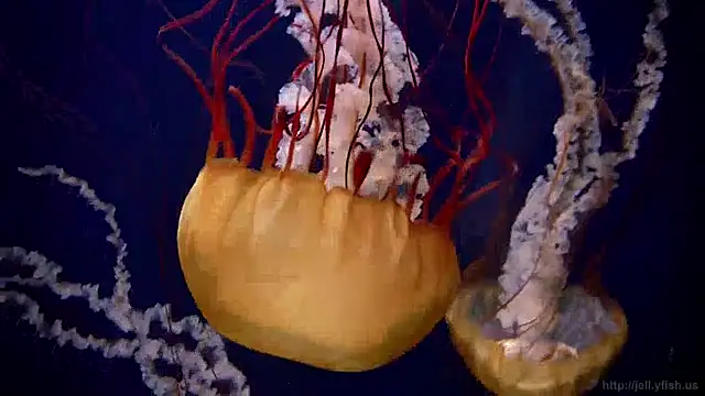 Snapshot of streamy_test13 chatting on 12/13/24, 08:09 streamy test13 online show from 12/13/24, 08:09