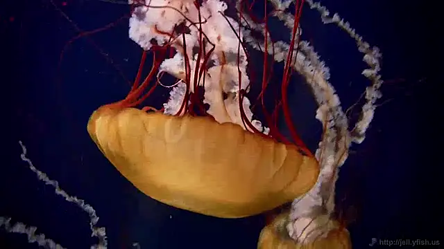 Snapshot of streamy_test13 chatting on 12/16/24, 08:09 streamy test13 online show from 12/16/24, 08:09