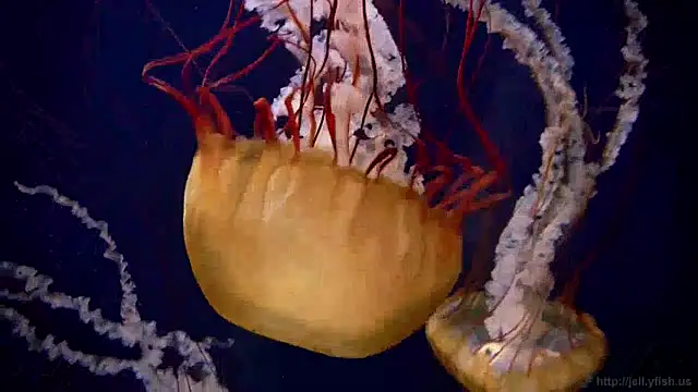 Snapshot of streamy_test13 chatting on 01/03/25, 08:10 streamy test13 online show from 01/03/25, 08:10