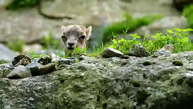 Snapshot of streamy_test13 chatting on 02/21/25, 04:26 streamy test13 online show from 02/21/25, 04:26