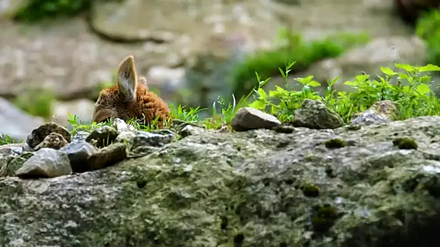 Snapshot of streamy_test13 chatting on 02/28/25, 08:09 streamy test13 online show from 02/28/25, 08:09