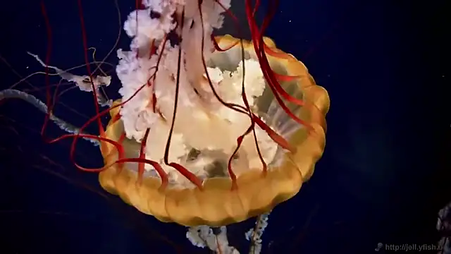 Snapshot of streamy_test13 chatting on 03/11/25, 08:09 streamy test13 online show from 03/11/25, 08:09