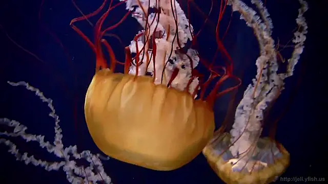 Snapshot of streamy_test13 chatting on 03/21/25, 08:17 streamy test13 online show from 03/21/25, 08:17