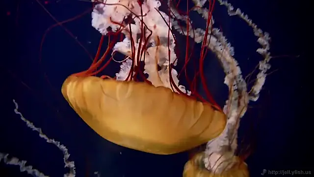 Snapshot of streamy_test13 chatting on 09/22/25, 05:59 streamy test13 online show from 09/22/25, 05:59