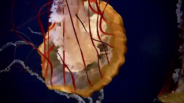 Snapshot of streamy_test13 chatting on 10/02/25, 10:22 streamy test13 online show from 10/02/25, 10:22