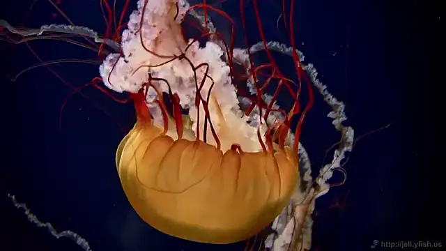 streamy test15 online show from 11/05/25, 12:16