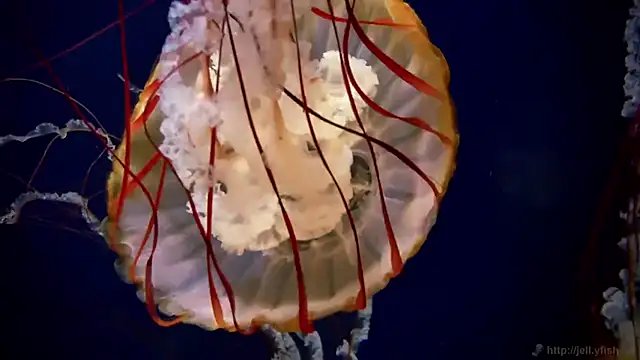 streamy test15 online show from 12/03/25, 02:37