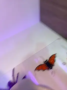 mikuru hara online show from 10/05/25, 02:10