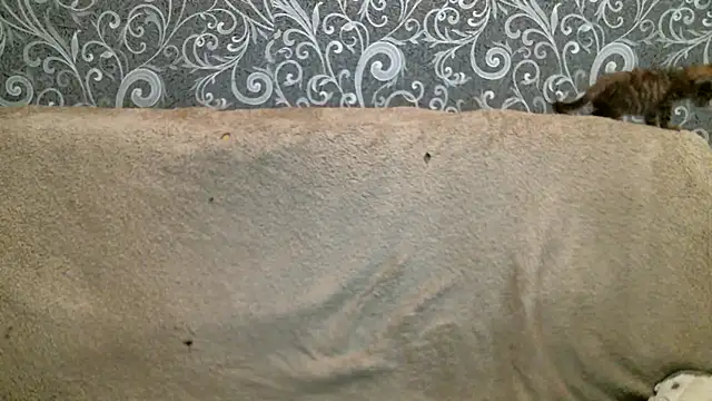 DennisXCaroll online show from 06/11/26, 07:01