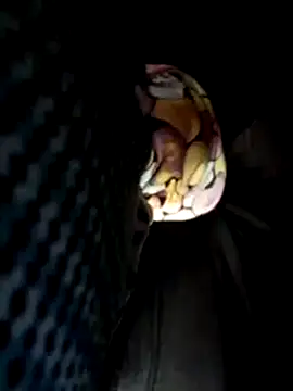 Snapshot of Policeman20742 chatting on 03/17/25, 05:16 Policeman20742 online show from 03/17/25, 05:16