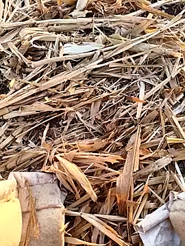 Snapshot of murokkk31 chatting on 09/16/25, 03:18 murokkk31 online show from 09/16/25, 03:18