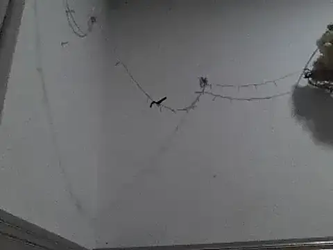 pedrodavid  online show from 12/08/24, 12:18