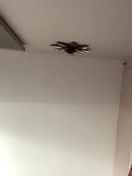 Snapshot of Larabrooks chatting on 10/09/25, 07:01 Larabrooks online show from 10/09/25, 07:01