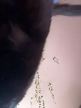 Snapshot of -Sexy_Barbie- chatting on 10/11/25, 02:33 -Sexy Barbie- online show from 10/11/25, 02:33