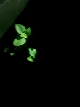 AloneDick online show from 10/17/25, 01:03