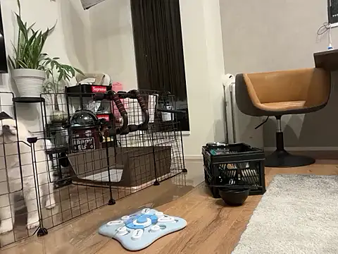 Snapshot of kensnb chatting on 11/04/25, 08:57 kensnb online show from 11/04/25, 08:57