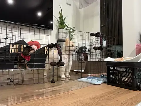 Snapshot of kensnb chatting on 11/28/25, 08:17 kensnb online show from 11/28/25, 08:17