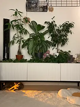  SweetCandyy online show from 07/12/26, 08:00