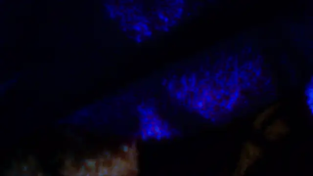 penesillo79 online show from 12/18/25, 04:29