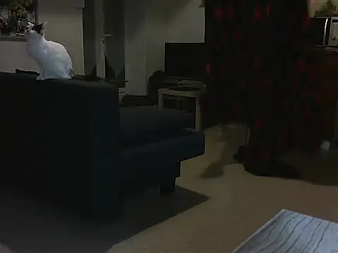 Snapshot of Lauzo21 chatting on 03/05/25, 03:51 Lauzo21 online show from 03/05/25, 03:51