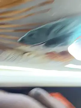 BigBossaNova69 online show from 10/08/25, 05:38