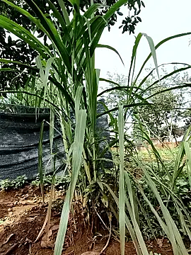 Betty20zx online show from 09/13/25, 01:16