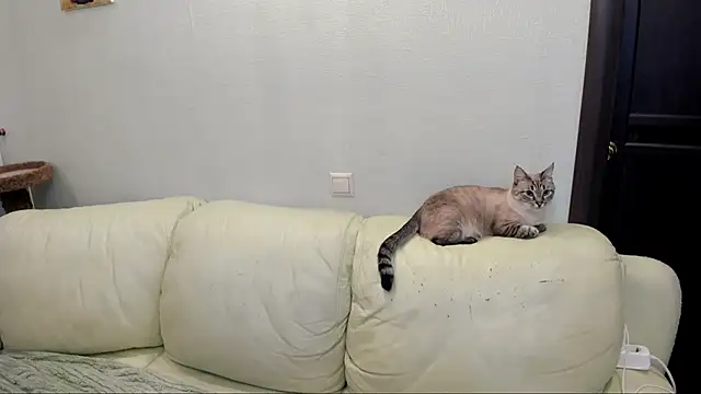 Snapshot of Pawsitive_Panther chatting on 12/17/24, 03:39 Pawsitive Panther online show from 12/17/24, 03:39