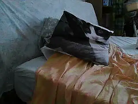 VeneRed online show from 07/10/26, 11:24