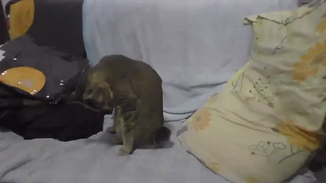 daeyulin online show from 01/14/25, 02:29