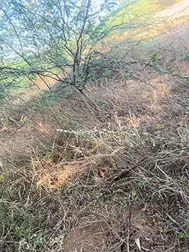 Snapshot of tamil000000 chatting on 03/09/25, 11:03 tamil000000 online show from 03/09/25, 11:03