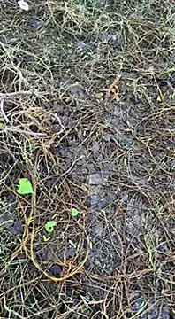 Snapshot of tamil000000 chatting on 03/16/25, 01:38 tamil000000 online show from 03/16/25, 01:38