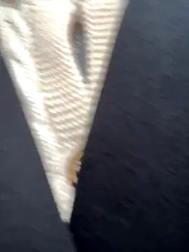 babydolll online show from 09/19/25, 12:06