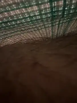 studdboyy online show from 12/17/25, 03:34